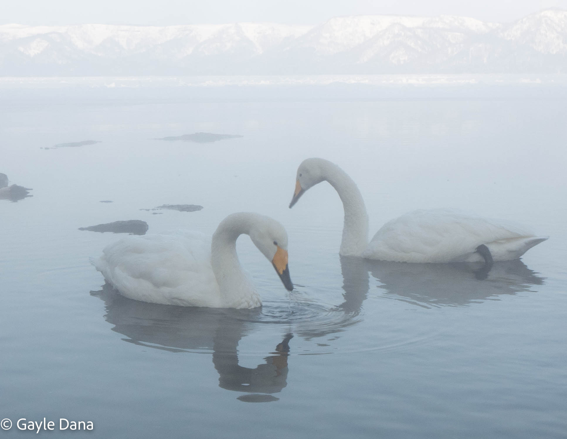 Whooper Swans in mist